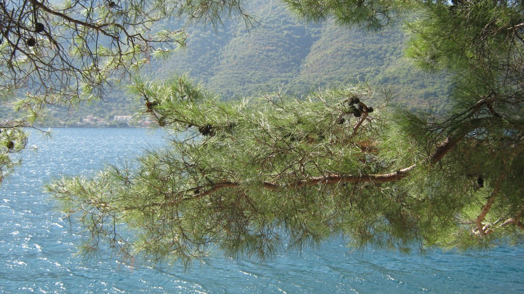 Perast_4.JPG